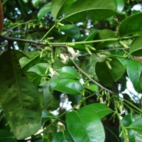 Diospyros ebenum J.Koenig ex Retz.